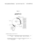 METHODS AND COMPOSITIONS FOR INCREASING THE ACTIVITY OF INHIBITORY RNA diagram and image