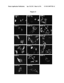 METHODS AND COMPOSITIONS FOR INCREASING THE ACTIVITY OF INHIBITORY RNA diagram and image