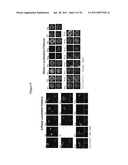 METHODS AND COMPOSITIONS FOR INCREASING THE ACTIVITY OF INHIBITORY RNA diagram and image