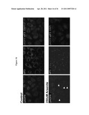 METHODS AND COMPOSITIONS FOR INCREASING THE ACTIVITY OF INHIBITORY RNA diagram and image