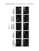 METHODS AND COMPOSITIONS FOR INCREASING THE ACTIVITY OF INHIBITORY RNA diagram and image