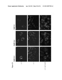 METHODS AND COMPOSITIONS FOR INCREASING THE ACTIVITY OF INHIBITORY RNA diagram and image