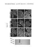 METHODS AND COMPOSITIONS FOR INCREASING THE ACTIVITY OF INHIBITORY RNA diagram and image