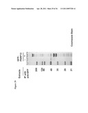 METHODS AND COMPOSITIONS FOR INCREASING THE ACTIVITY OF INHIBITORY RNA diagram and image