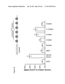 METHODS AND COMPOSITIONS FOR INCREASING THE ACTIVITY OF INHIBITORY RNA diagram and image