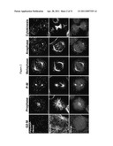 COMPOSITIONS AND METHODS FOR TREATING CANCER AND MODULATING STRESS GRANULE FORMATION diagram and image