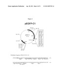 COMPOSITIONS AND METHODS FOR TREATING CANCER AND MODULATING STRESS GRANULE FORMATION diagram and image