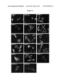 COMPOSITIONS AND METHODS FOR TREATING CANCER AND MODULATING STRESS GRANULE FORMATION diagram and image