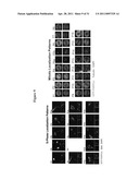 COMPOSITIONS AND METHODS FOR TREATING CANCER AND MODULATING STRESS GRANULE FORMATION diagram and image