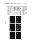 COMPOSITIONS AND METHODS FOR TREATING CANCER AND MODULATING STRESS GRANULE FORMATION diagram and image