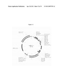 COMPOSITIONS AND METHODS FOR TREATING CANCER AND MODULATING STRESS GRANULE FORMATION diagram and image