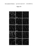 COMPOSITIONS AND METHODS FOR TREATING CANCER AND MODULATING STRESS GRANULE FORMATION diagram and image