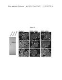 COMPOSITIONS AND METHODS FOR TREATING CANCER AND MODULATING STRESS GRANULE FORMATION diagram and image