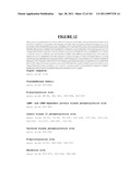 Novel Gene Disruptions, Compostitions and Methods Relating Thereto diagram and image