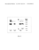 Methods of Expressing Proteins with Disulfide Bridges diagram and image