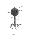 Methods and compositions for in situ detection of microorganisms on a surface diagram and image