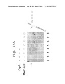 Cold Shock Protein Compositions and Methods and Kits for the Use Thereof diagram and image