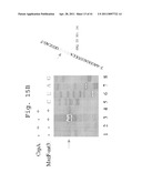 Cold Shock Protein Compositions and Methods and Kits for the Use Thereof diagram and image