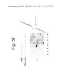 Cold Shock Protein Compositions and Methods and Kits for the Use Thereof diagram and image