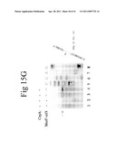 Cold Shock Protein Compositions and Methods and Kits for the Use Thereof diagram and image