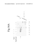 Cold Shock Protein Compositions and Methods and Kits for the Use Thereof diagram and image