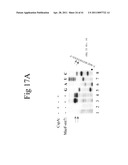 Cold Shock Protein Compositions and Methods and Kits for the Use Thereof diagram and image