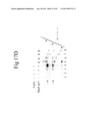 Cold Shock Protein Compositions and Methods and Kits for the Use Thereof diagram and image