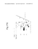 Cold Shock Protein Compositions and Methods and Kits for the Use Thereof diagram and image