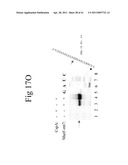 Cold Shock Protein Compositions and Methods and Kits for the Use Thereof diagram and image