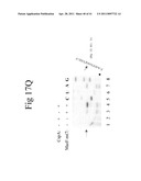 Cold Shock Protein Compositions and Methods and Kits for the Use Thereof diagram and image