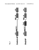 REGENERATION AND NEOGENESIS OF RETINAL PHOTORECEPTOR CELL USING OTX2 GENE diagram and image