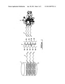 IMMOBILIZED BIOLOGICAL MATERIAL WITH IMPROVED FUNCTIONALITY AND METHOD FOR PRODUCING THE SAME diagram and image