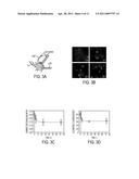 Modular Functional Peptides for the Intracellular Delivery of Nanoparticles diagram and image