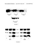 MAMMALIAN CELL EXPRESSION VECTORS AND UTILIZATION diagram and image