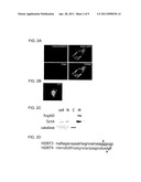 SIRT4 ACTIVITIES diagram and image