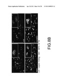 System for Curing Hepatic Cancer with Leptin diagram and image