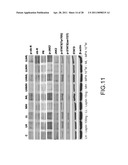 System for Curing Hepatic Cancer with Leptin diagram and image