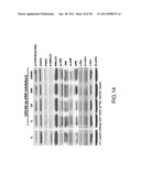 System for Curing Hepatic Cancer with Leptin diagram and image