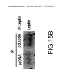 System for Curing Hepatic Cancer with Leptin diagram and image