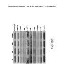 System for Curing Hepatic Cancer with Leptin diagram and image