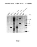 Isolated Nucleic Acid Molecules From Transgenic Papaya Line 18-2-4 Resistant To Papaya Ringspot Virus And Use Thereof diagram and image