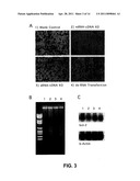 Novel RNA Interference Methods Using DNA-RNA Duplex Constructs diagram and image