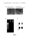 Novel RNA Interference Methods Using DNA-RNA Duplex Constructs diagram and image