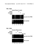 Novel RNA Interference Methods Using DNA-RNA Duplex Constructs diagram and image