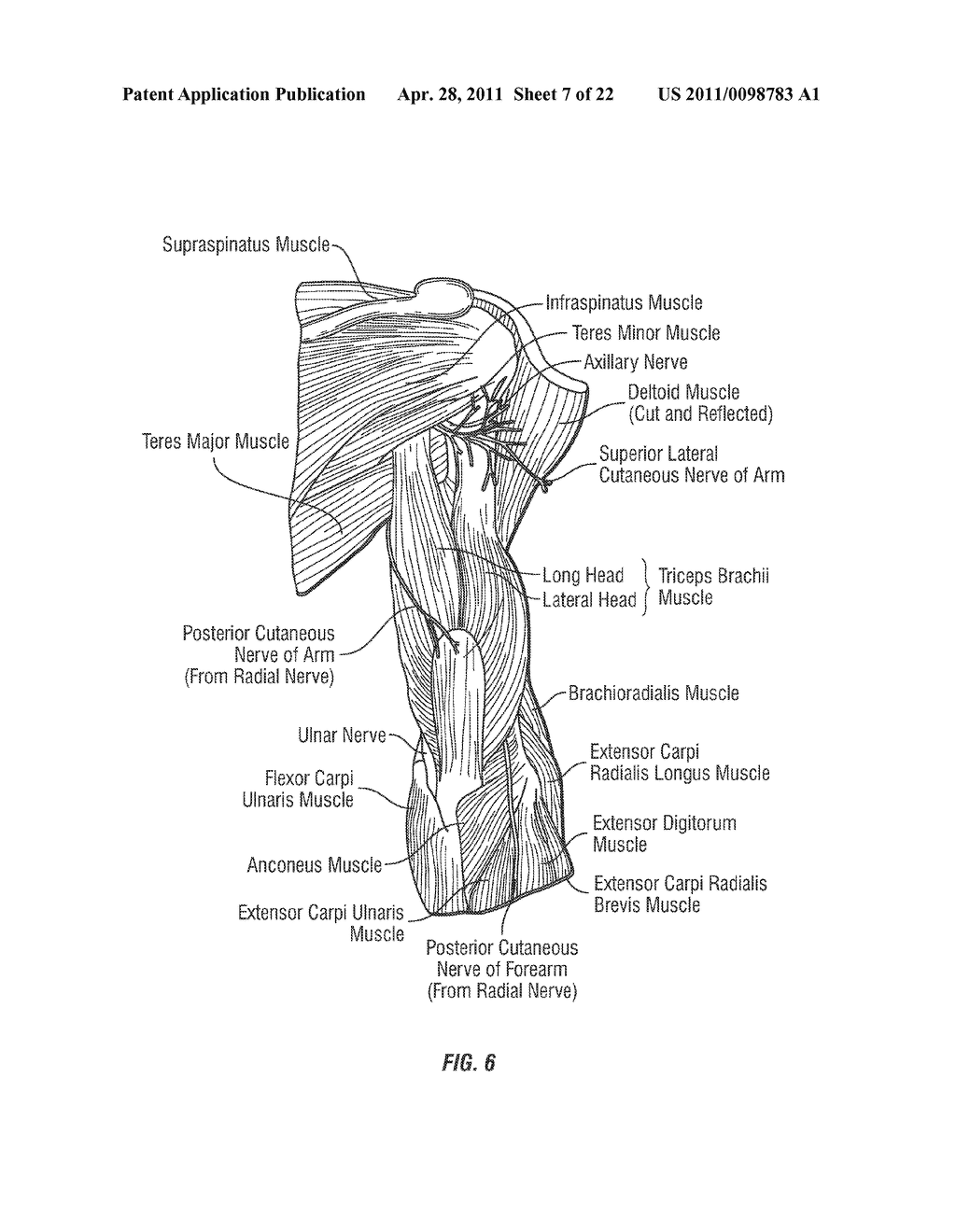 METHOD AND SYSTEM TO REGULATE ARMS, LEGS, HANDS AND OTHER SKELETAL MUSCLES BY NEURO-ELECTRICAL CODED SIGNALS - diagram, schematic, and image 08