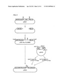 Producing process of sterile plants, plants obtained by the process, and use of the plants diagram and image