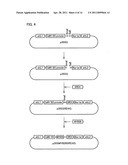 Producing process of sterile plants, plants obtained by the process, and use of the plants diagram and image