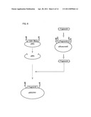 Producing process of sterile plants, plants obtained by the process, and use of the plants diagram and image