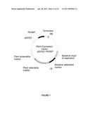 PLANTS HAVING ENHANCED YIELD-RELATED TRAITS AND A METHOD FOR MAKING THE SAME diagram and image