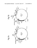 NUCLEOTIDE SEQUENCES CODING FOR CIS-ACONITIC DECARBOXYLASE AND USE THEREOF diagram and image